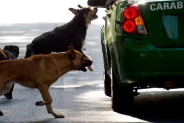 கார், பைக்கை நாய்கள் ஏன் துரத்துகிறது தெரியுமா? பலரும் அறியாத தகவல்!