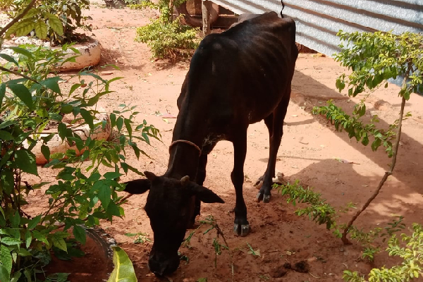 யாழில் இருந்து 5 மாடுகளை கடத்தி வந்த மூவர்! | The Three Who Smuggled 5 Cows From Yali