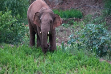 மதுபோதையில் முத்தமிட வந்தவருக்கு இறுதியில் ட்விஸ்ட் கொடுத்த யானை ; இலங்கையில் சம்பவம்
