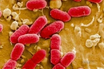 கனடாவில் ஈகோலை தொற்று தொடர்பில் எச்சரிக்கை