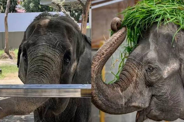இலங்கை பரிசாக வழங்கிய உலகின் சோகமான மாலி யானை பரிதாபமாக உயிரிழப்பு! | Philippines Mali Elephant Death Sad News