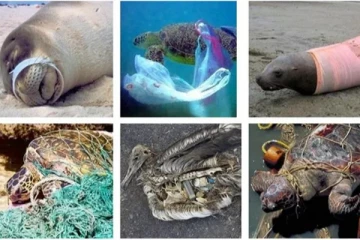 මිනිසුන්ගේ ක්‍රියා නිසා අපවිත්‍ර වන මුහුද හා මියයන මුහුදු සතුන්...