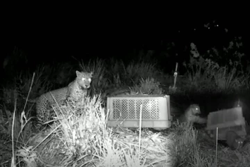 ගෙදරකට පැන්න මාස 6 කොටි පැටියා බේරා ගන්න මව කළ මෙහෙයුම. (VIDEO)