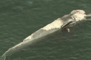 இறந்த திமிங்கலத்தை உண்ண படையெடுத்த சுறா மீன்கள்