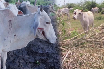 மயிலத்தமடுவில் தொடர்ந்து துப்பாக்கிச் சூட்டுக்கு இலக்காகும் பசுக்கள்!