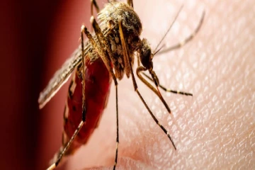 தேசிய டெங்கு கட்டுப்பாட்டு பிரிவு பொதுமக்களுக்கு விடுத்துள்ள அறிவித்தல்!