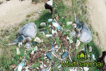 அம்பாறையில் உயிரிழந்த நிலையில் கரையொதுங்கிய கடல் ஆமைகள்