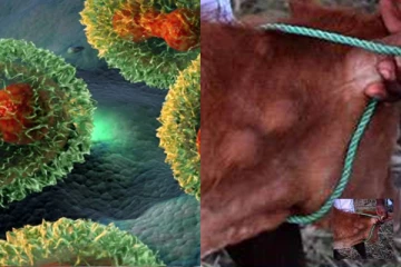 කිලිනොච්චියේ පාලනය කරගත නොහැකි " වසූරිය " අවදානම.