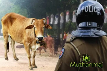 அம்பாறையில் கால்நடைகளால் ஏற்படும் விபத்துகள்