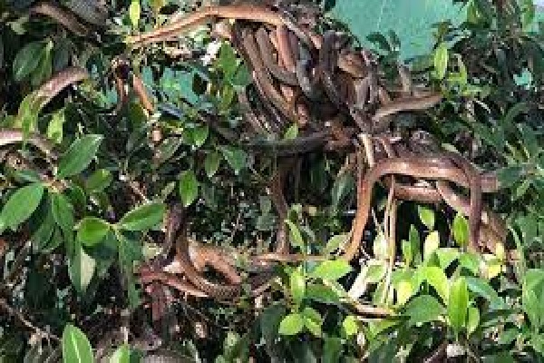 பாம்புகளுக்கு பண்ணை - வியக்கவைக்கும் நாடு | Farm For Snakes Amazing Country