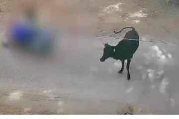 சாலையின் குறுக்கே திடீரென வந்த மாடு -தூக்கி வீசப்பட்ட கல்லூரி மாணவி!