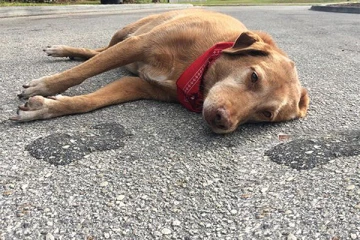 யாழில் நாயை கொடூரமாக வெட்டிக் கொலை செய்த நபர்: வெளியான காணொளி