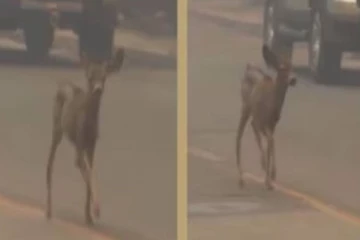 காட்டுத்தீயில் சிக்கி தப்பியோடிய மான் குட்டி... நெஞ்சை உருக்க வைத்த வீடியோ!