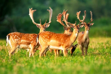 தரையிறங்கும்போது மான்கள் மீது மோதிய விமானம்!