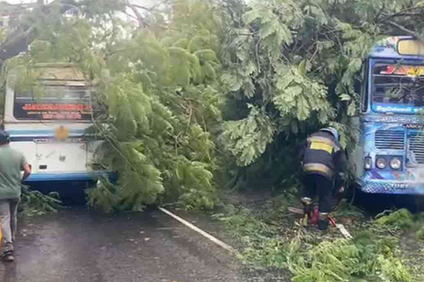 கொழும்பில் பேருந்து மீது விழுந்த பாரிய மரம் | A Huge Tree Fell On A Bus In Colombo