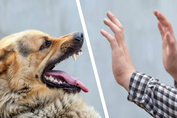 குழந்தைகள் உட்பட 11 பேரை கடித்த விசர் நாய்; அச்சத்தில் மக்கள் | A Rabid Dog Bite 11 People Kalutara