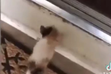 தனிமையில் தவித்த பூனைக்குட்டியை உறவாக அழைத்து வரும் நாய்! மில்லியன் இதயங்களை நெகிழ வைத்த காட்சி