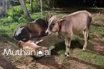 ஆலயத்திற்கு அருகில் கண்ணீருடன் நிற்கும் தாய்: கண்கலங்க வைத்த சம்பவம்