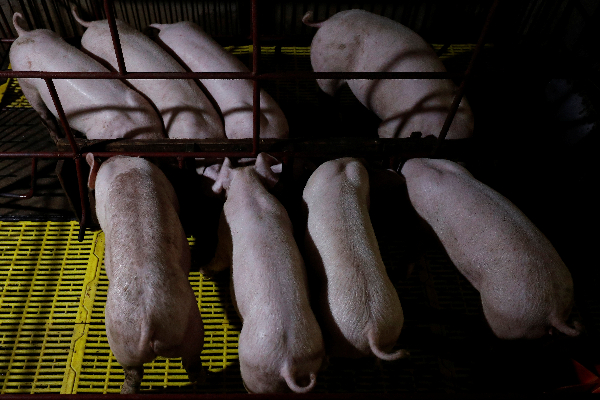 Hong Kong to cull 900 pigs African swine fever outbreak, Hong Kong African swine fever, வேகமெடுக்கும் African Swine Flu., 900 பன்றிகளை அழிக்க ஹொங்ஹொங் உத்தரவு