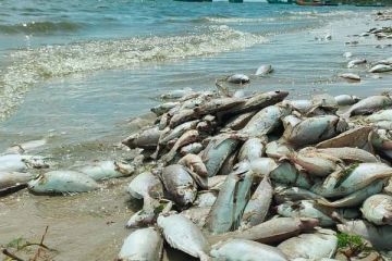 யாழ்.கடற்கரையில் குவியும் பெருந்தொகை மீன்கள்! செய்திகளின் தொகுப்பு (VIDEO)