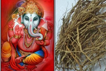 வீட்டில் இருக்கும் பிரச்சினைகளை ஓடஓட விரட்ட இந்த 1 வேரை வீட்டில் வைத்தால் போதும்!