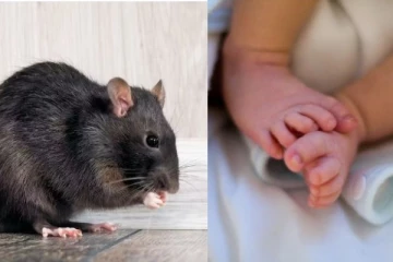 6 மாத குழந்தையை கடித்து குதறிய எலிகள்: பெற்றோரை கைது செய்த பொலிஸார்