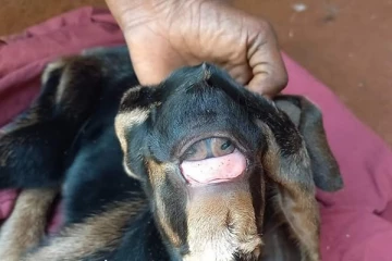 விசித்திரமான கண்களுடன் பிறந்த ஆட்டுக்குட்டி