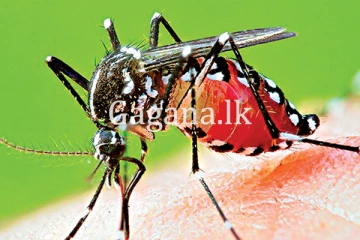 ඩෙංගු රෝගීන්ගෙන් 20%ක් පාසල් දරුවන්.