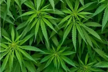 திருகோணமலையில் கஞ்சா செடி வளர்த்த நபர் கைது