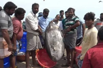 3 வருடத்திற்கு பின் மீனவர்கள் வலையில் சிக்கிய அரிய வகை மீன் - வியந்துபோன மக்கள்!
