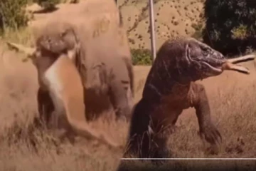 வெறும் 20 நொடியில் மானை விழுங்கிய கொமோடோ... 13 மில்லியன் பேரை நடுங்க வைத்த காட்சி