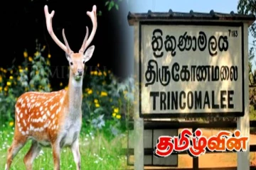 திருகோணமலை வீதியில் கொம்பு மான் ஒன்று சடலமாக மீட்பு!