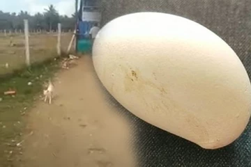 வைன் ஷாப் முன்னாள் தள்ளாடிய பூனை!  இணையத்தில் வைராகும் மாங்கா வடிவில் இருக்கும் முட்டை.. வினோத உலகம்