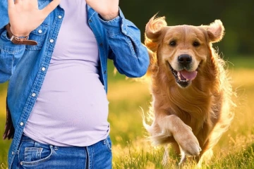 நாயால் கர்ப்பிணிக்கு நேர்ந்த விபரீதம் ; 10 லட்சம் இழப்பீடு வழங்க அதிரடி உத்தரவு