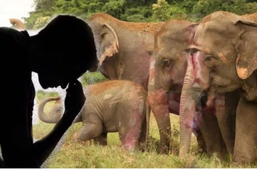 காட்டு யானைக்கு வெடி வீசிய குடும்பஸ்தரின் விரல்கள் அகற்றம்