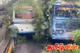 கொழும்பில் பேருந்து மீது முறிந்து விழுந்த மரம்