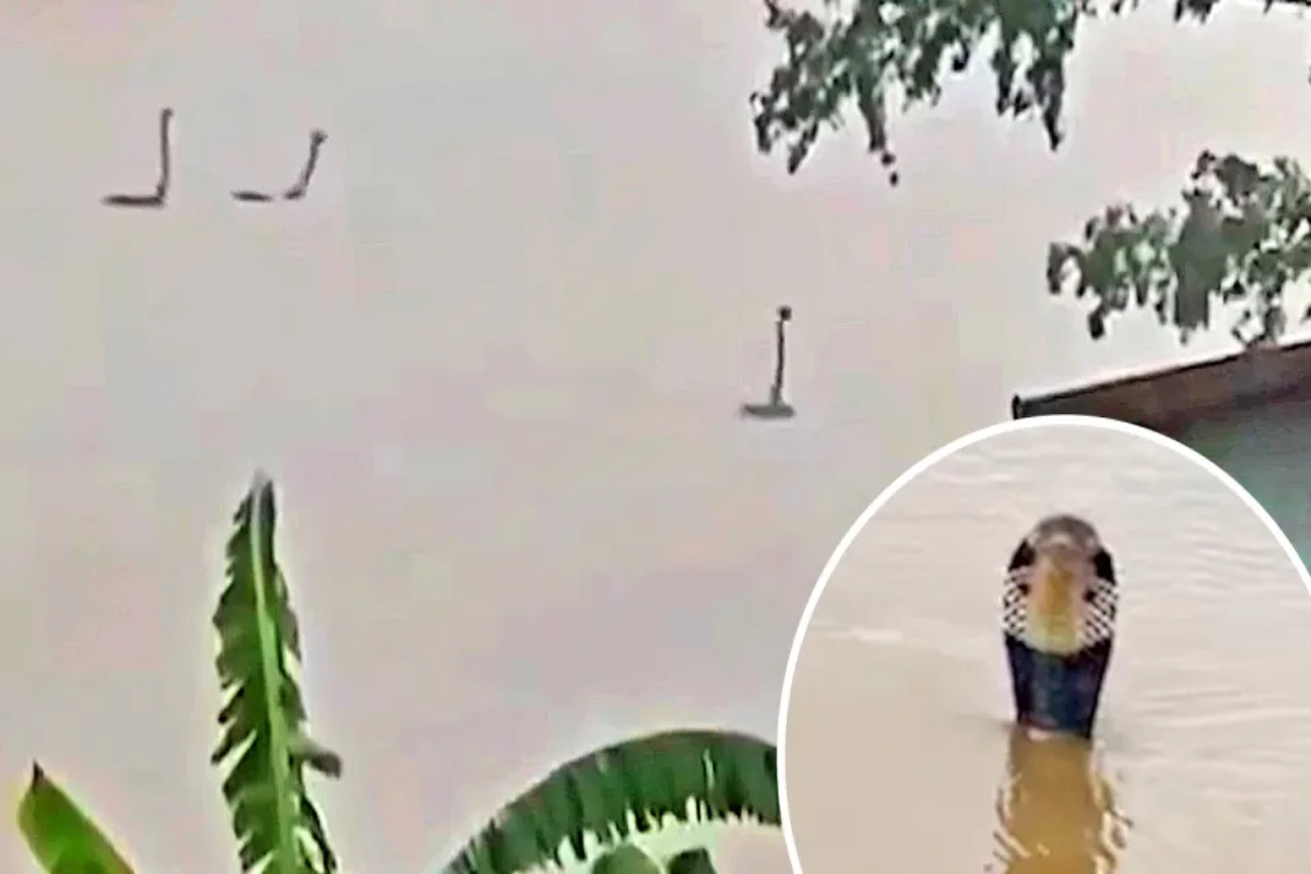 பாம்பு பண்ணையில் புகுந்த வெள்ளம் ; தப்பியோடிய ராஜநாகங்கள் ; பிடித்து சென்ற மக்கள் | Flood Hits Snake Farm In China பாம்பு பண்ணையில் புகுந்த வெள்ளம் ; தப்பியோடிய ராஜநாகங்கள் ; பிடித்து சென்ற மக்கள் | Flood Hits Snake Farm In China