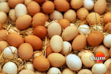 ආයේ බිත්තර කාලත් ඉවරයි - ගිනි ගණන් යන බිත්තර මිල