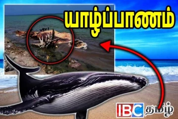 யாழில் கரையொதுங்கிய ராட்சத திமிங்கலம்
