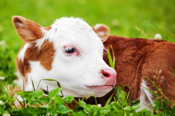 மாட்டு இறைச்சி உட்கொள்வதில் பொதுமக்கள் அச்சமடைய தேவையில்லை: சுகாதார வைத்திய அதிகாரி | People Not Need To Panic About Eating Cow Meat மாட்டு இறைச்சி உட்கொள்வதில் பொதுமக்கள் அச்சமடைய தேவையில்லை: சுகாதார வைத்திய அதிகாரி | People Not Need To Panic About Eating Cow Meat