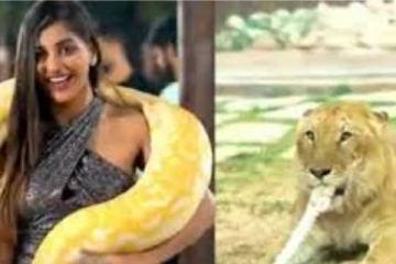 கர்ஜிக்கும் சிங்கத்தையே மிரட்டும் யாஷிகா! மாலைப் போல ராட்சத பாம்பை போட்டு கொண்டு சிலையாக இருக்கும் அதிர்ச்சி காட்சி