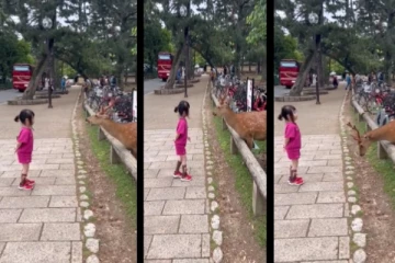 உணவு கொடுத்த சிறுமி... பதிலுக்கு மான் செய்த செயல் - அசந்து போன நெட்டிசன்கள்!