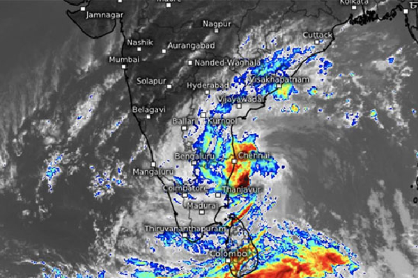 கடும் குளிரால் ஏற்பட்ட அதிர்ச்சியே கால்நடைகளின் இறப்புக்கு காரணம் - வெளிவந்த அறிக்கை | Animal Deaths Reported In The Northern And Eastern