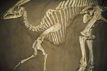 ஏழு கோடி வருடங்களுக்கு முந்தைய டைனோசரின் புதைபடிவம் கண்டுபிடிப்பு!