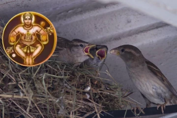 வீட்டில் குருவி கூடு கட்டினால் சுபமா அசுபமா?