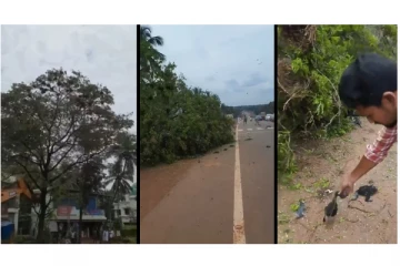 புல்டோசர் கொண்டு வீழ்த்தப்பட்ட மரம் - கூடுகளில் இருந்த பறவைக் குஞ்சுகள் தரையில் விழுந்து உயிரிழந்த சோகம்...!