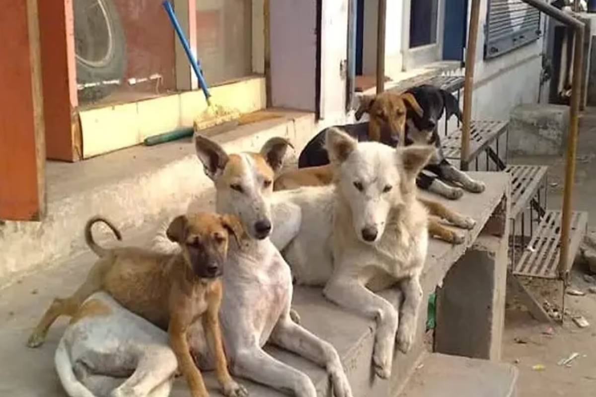 நாய்களுக்கு தடுப்பூசி, பதிவு கட்டாயம்? ; புதிய சட்டமூலம் நாடாளுமன்றில் | Vaccination For Dogs Registration Mandatory நாய்களுக்கு தடுப்பூசி, பதிவு கட்டாயம்? ; புதிய சட்டமூலம் நாடாளுமன்றில் | Vaccination For Dogs Registration Mandatory