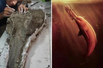 அமேசான் மலைக்காட்டில் கண்டுபிடிக்கப்பட்ட மிகப்பெரிய நதி டால்பின் மண்டை ஓடு!