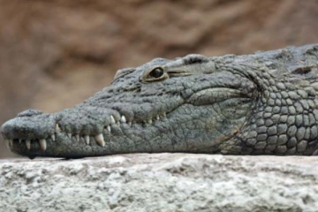 முதலையின் வாயில் இருந்த மனிதரின் உடல்! அதிர்ச்சியடைய வைத்த புகைப்படம்