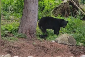 கனடாவில் கரடியை விரட்டிய சிறிய நாய் – வைரலாகும் வீடியோ